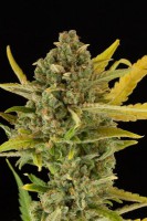Critical Cheese Autofloreciente