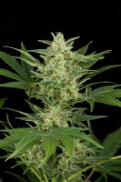 Critical Jack Autoflowering