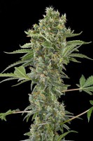 Moby Dick Autofloreciente