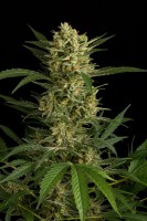 Original Amnesia autofloreciente