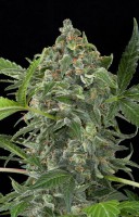 White Cheese autofloreciente