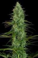 Critical Jack