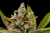 Critical Kush