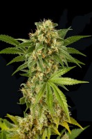 Kush-N-Cheese