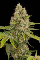 Og Kush