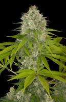 Power Kush