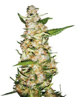 Skunk#1 Auto