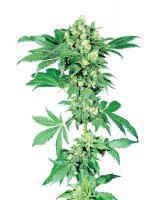 Afghani 1 (Pack 10 Semillas)