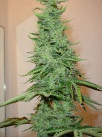Big Bud (Pack 10 Semillas)