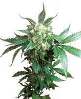 Black Domina (Pack 10 Semillas)