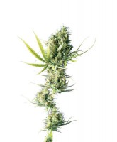 Durban (Pack 10 Semillas)
