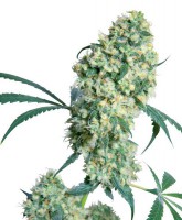 Ed Rosenthal Super Bud (Pack 10 Semillas)