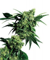 G13 X Hash Plant (Pack 10 Semillas)