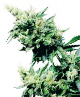 Hash Plant (Pack 10 Semillas)