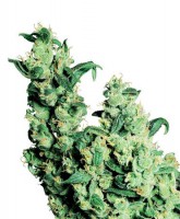 Jack Herer (Pack 10 Semillas)