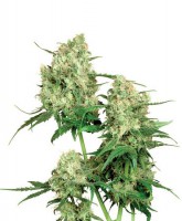Maple Leaf (Pack 10 Semillas)