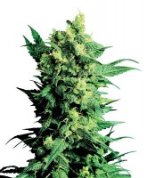 Shiva Shanti II (Pack 10 Semillas)