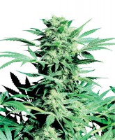 Shiva Skunk (Pack 10 Semillas)