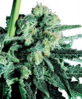 Skunk 1 (Pack 10 Semillas)