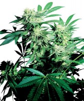 Skunk Kush (Pack 10 Semillas)