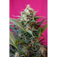 Big Devil XL (Pack 3 Semilas)