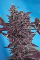 Black Cream Auto (Pack 3 Semillas)