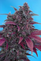Dark Devil Auto (Pack 3 Semillas)