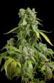 /products/blue-cheese-autofloreciente/