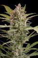 /products/critical-2-0-autofloreciente/