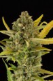 /products/critical-cheese-autofloreciente/