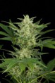 /products/critical-jack-autoflowering/