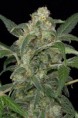 /products/haze-autofloreciente-2-0/