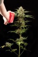 /products/haze-autofloreciente/