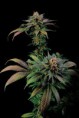 /products/blue-widow/