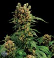 /products/california-hash-plant/