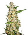 /products/skunk-1-auto/