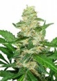 /products/super-skunk-auto/