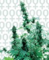 /products/early-skunk/