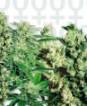 /products/feminized-mix/