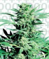 /products/shiva-skunk/