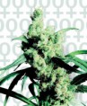 /products/silver-haze-9/
