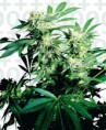 /products/skunk-kush/