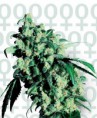 /products/super-skunk/
