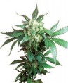 /products/black-domina/