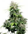 /products/california-indica/