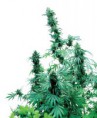 /products/early-skunk1/