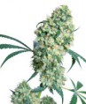/products/ed-rosenthal-super-bud/