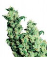 /products/jack-herer/